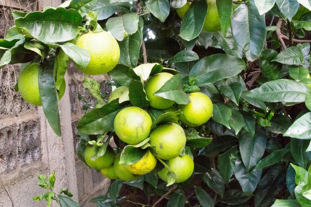 Appartamento Bodega Goyo Puntallana
