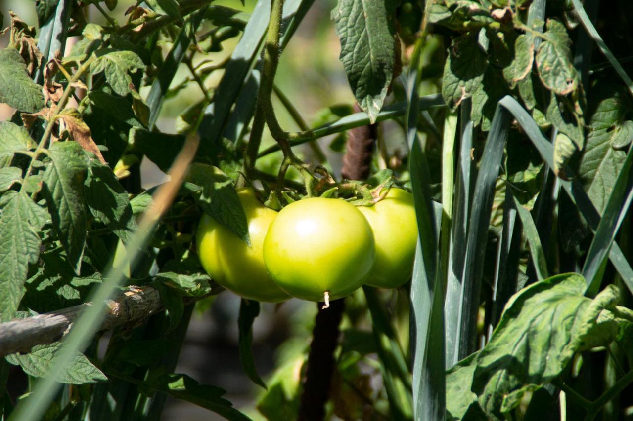 Appartamento Bodega Goyo Puntallana